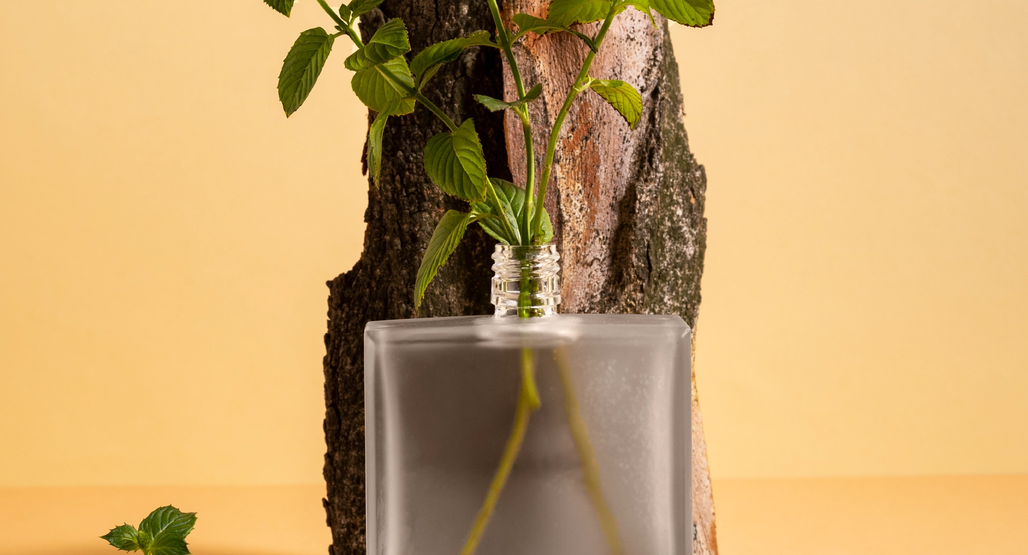 Defining Sustainability in Perfume Ingredient Sourcing